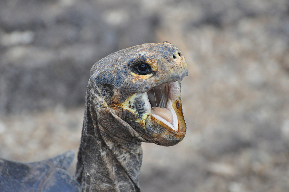 Galapagos Riesen Schidkröte