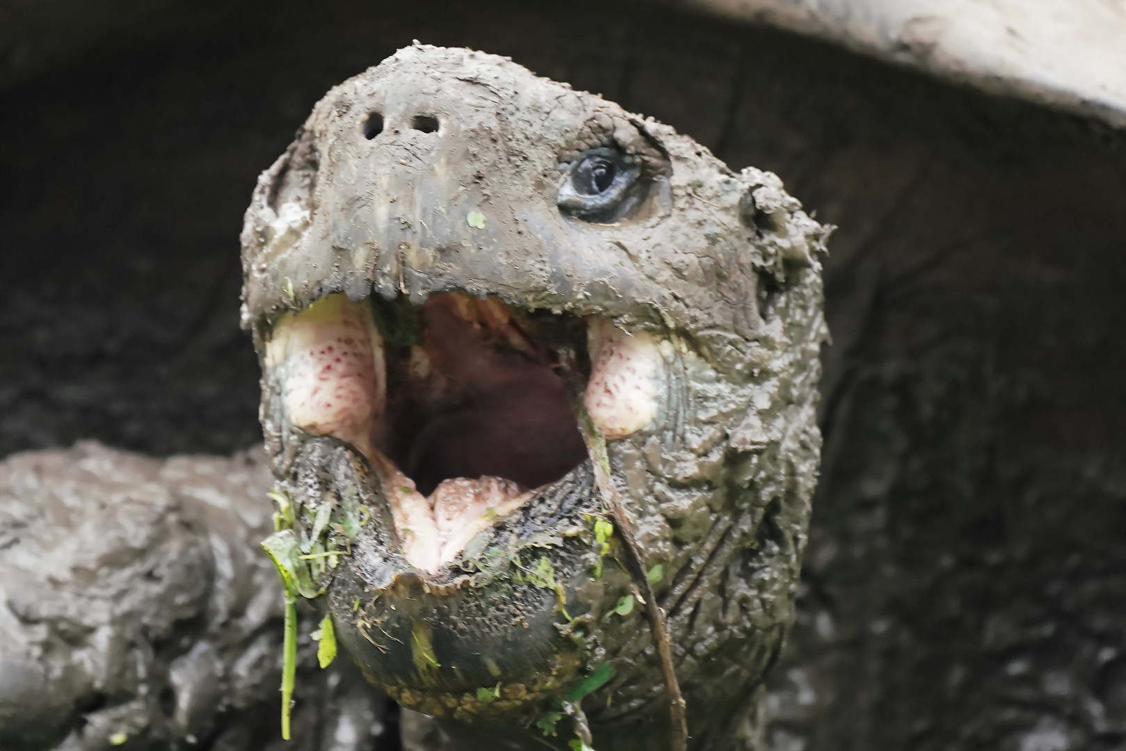 Galapagos-Riesenschildkröte 