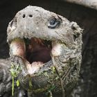 Galapagos-Riesenschildkröte 