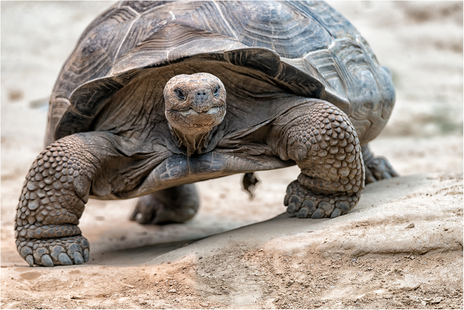 Galápagos-Riesenschildkröte