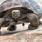 Galápagos-Riesenschildkröte