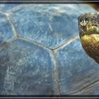 Galapagos Riesenschildkröte