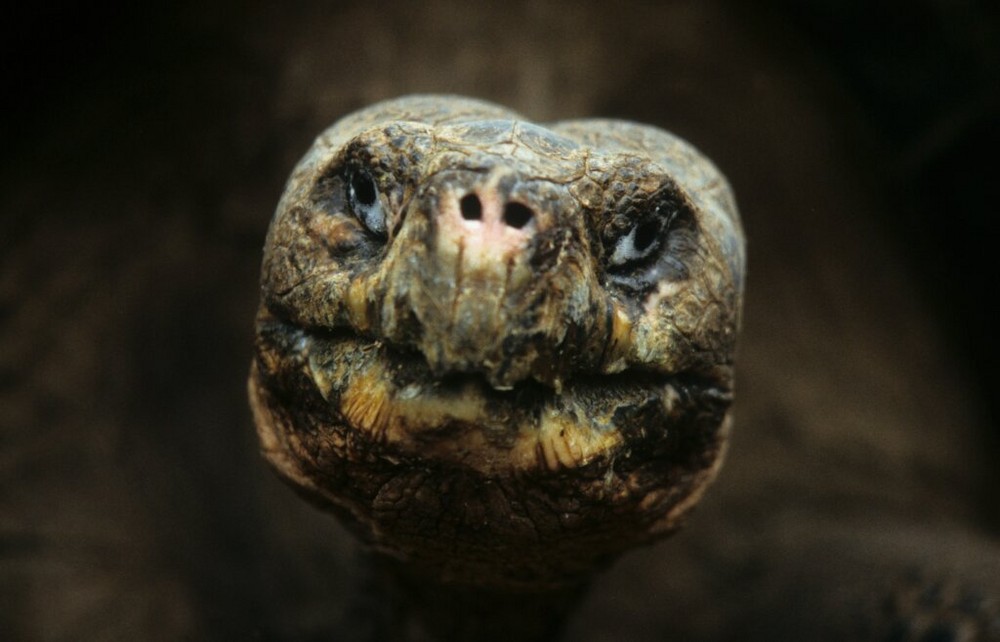 Galapagos Riesenschildkröte