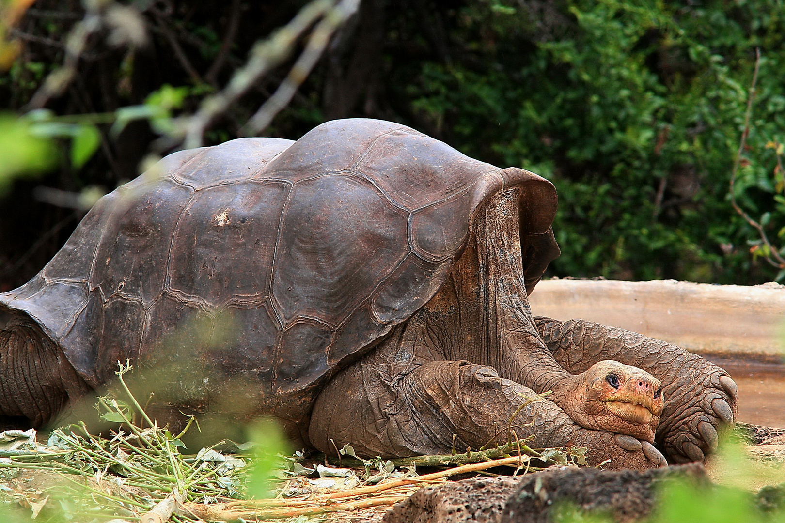 Galapagos Riesenschildkröte