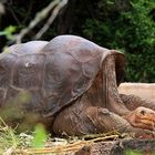 Galapagos Riesenschildkröte