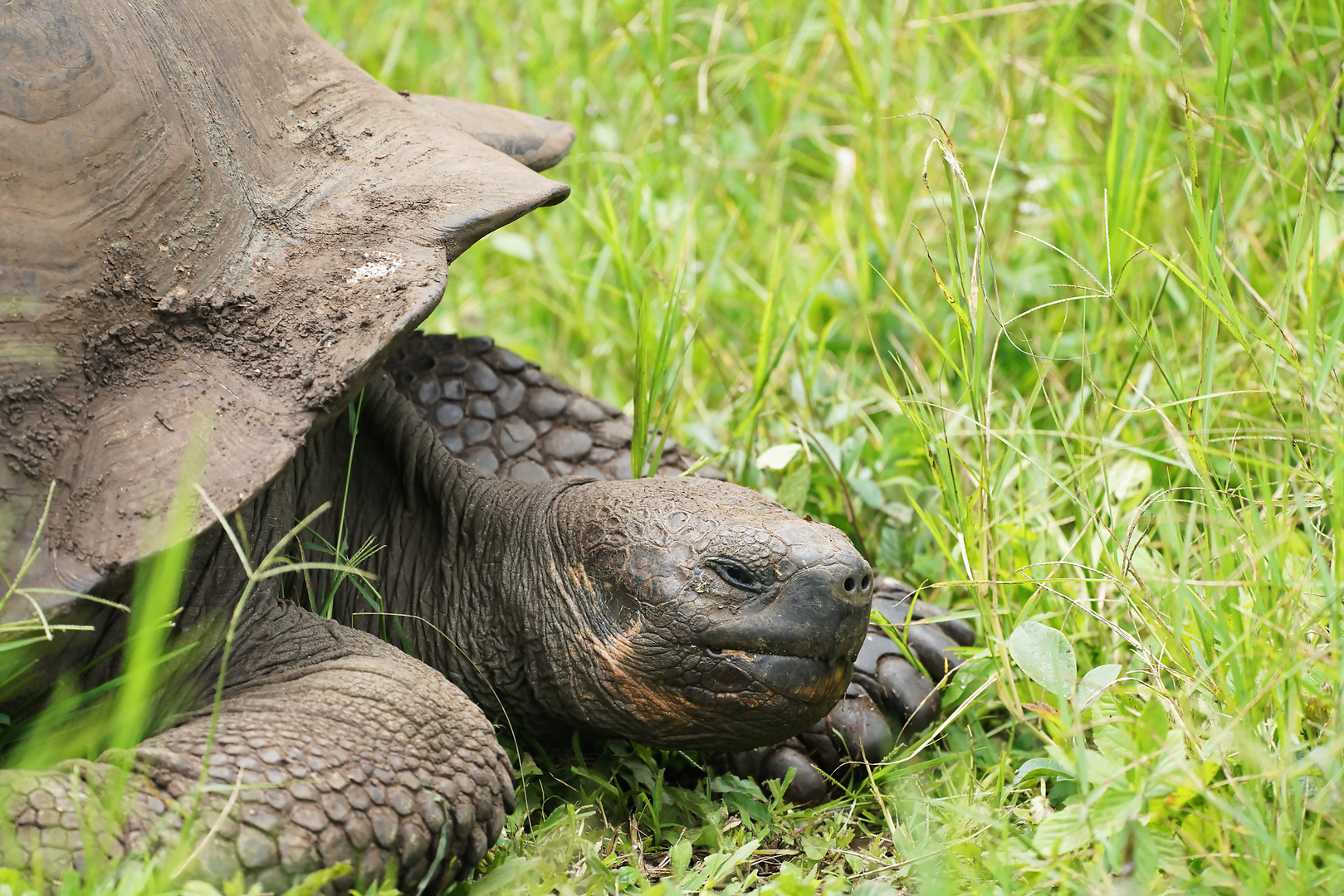 Galapagos-Riesenschildkröte 