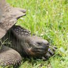 Galapagos-Riesenschildkröte 