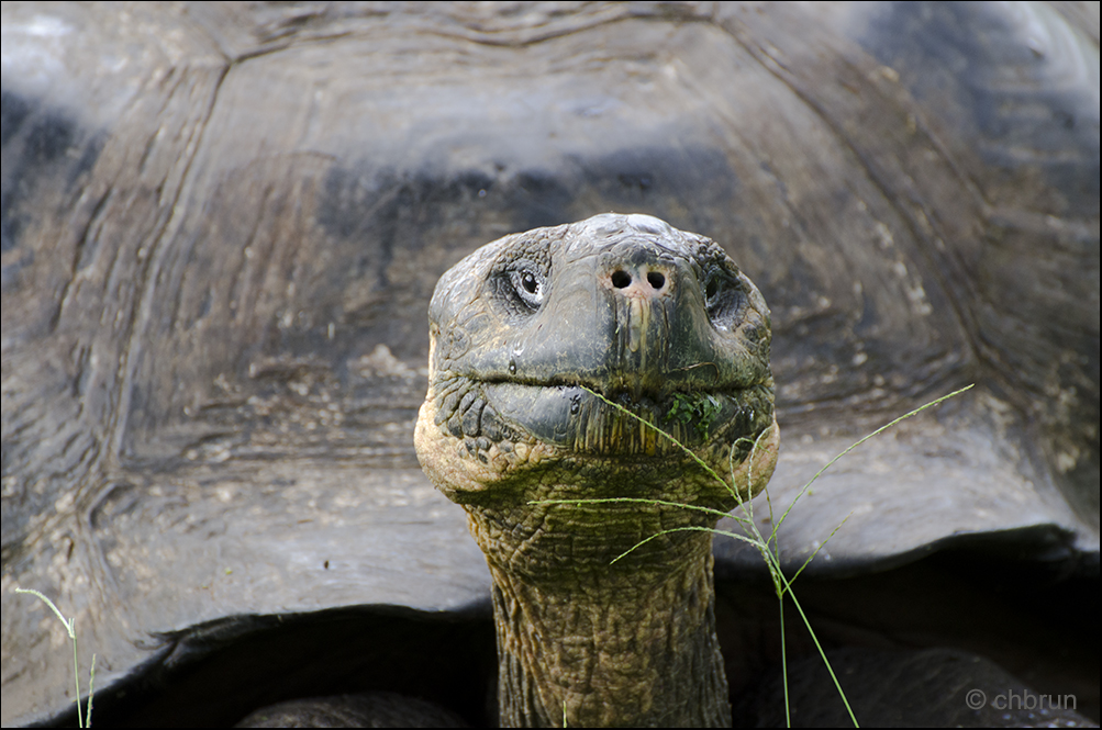 Galápagos Riesenschildkröte