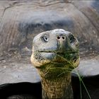 Galápagos Riesenschildkröte