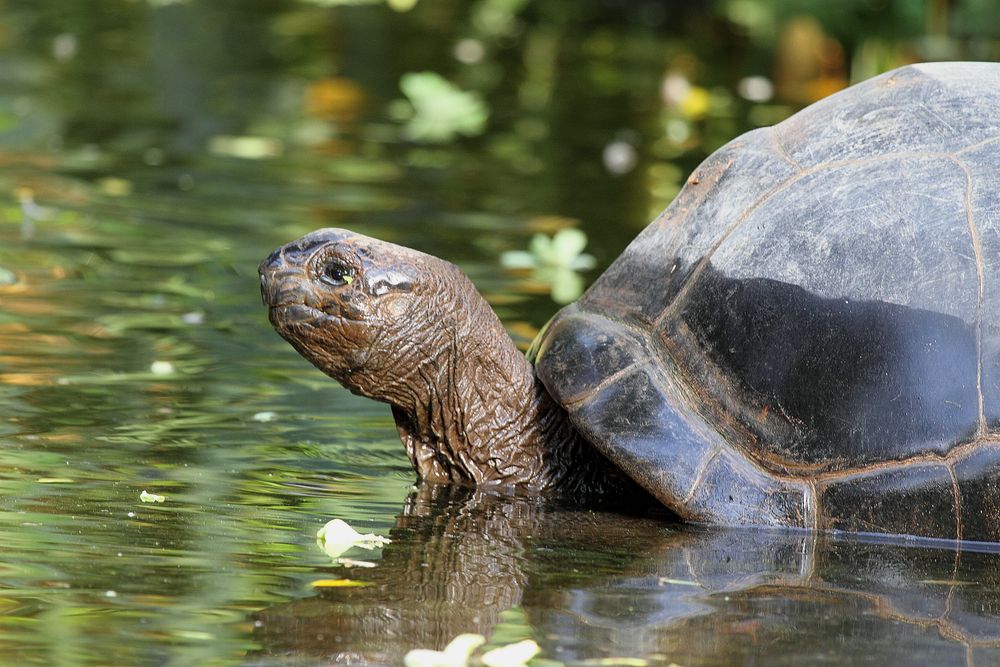 Galápagos-Riesenschildkröte