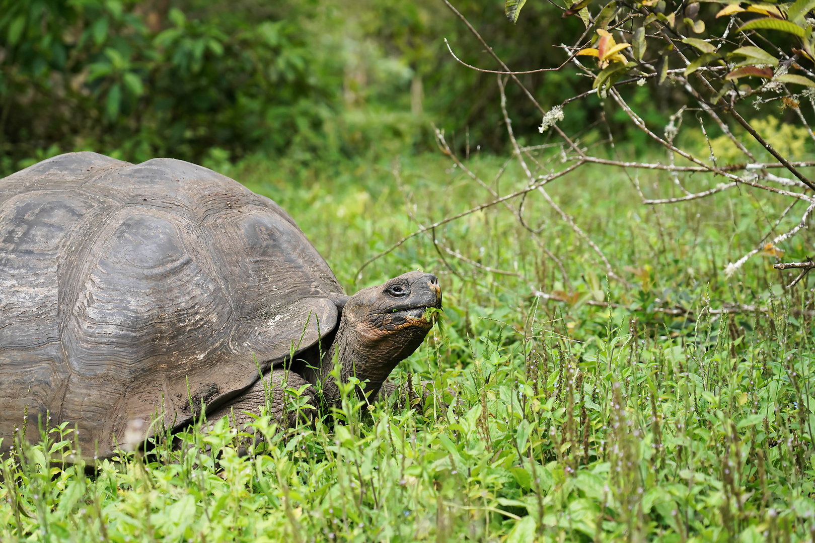 Galapagos-Riesenschildkröte 