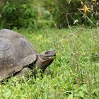 Galapagos-Riesenschildkröte 