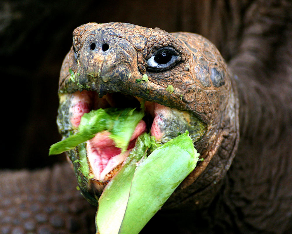 Galapagos-Riesenschildkröte