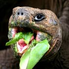 Galapagos-Riesenschildkröte