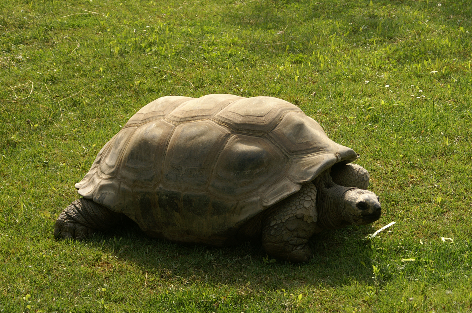  Galápagos-Riesenschildkröte