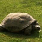  Galápagos-Riesenschildkröte