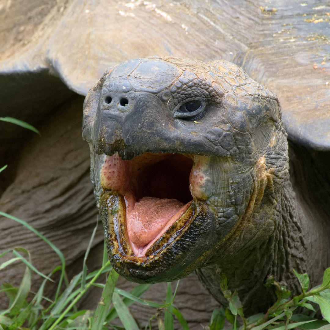 Galapagos-Riesenschildkröte