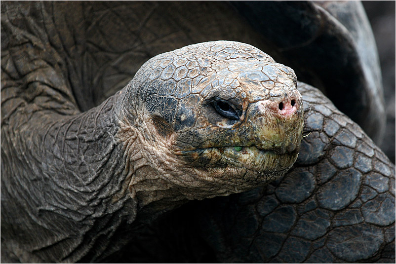 Galápagos-Riesenschildkröte