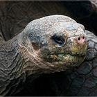 Galápagos-Riesenschildkröte