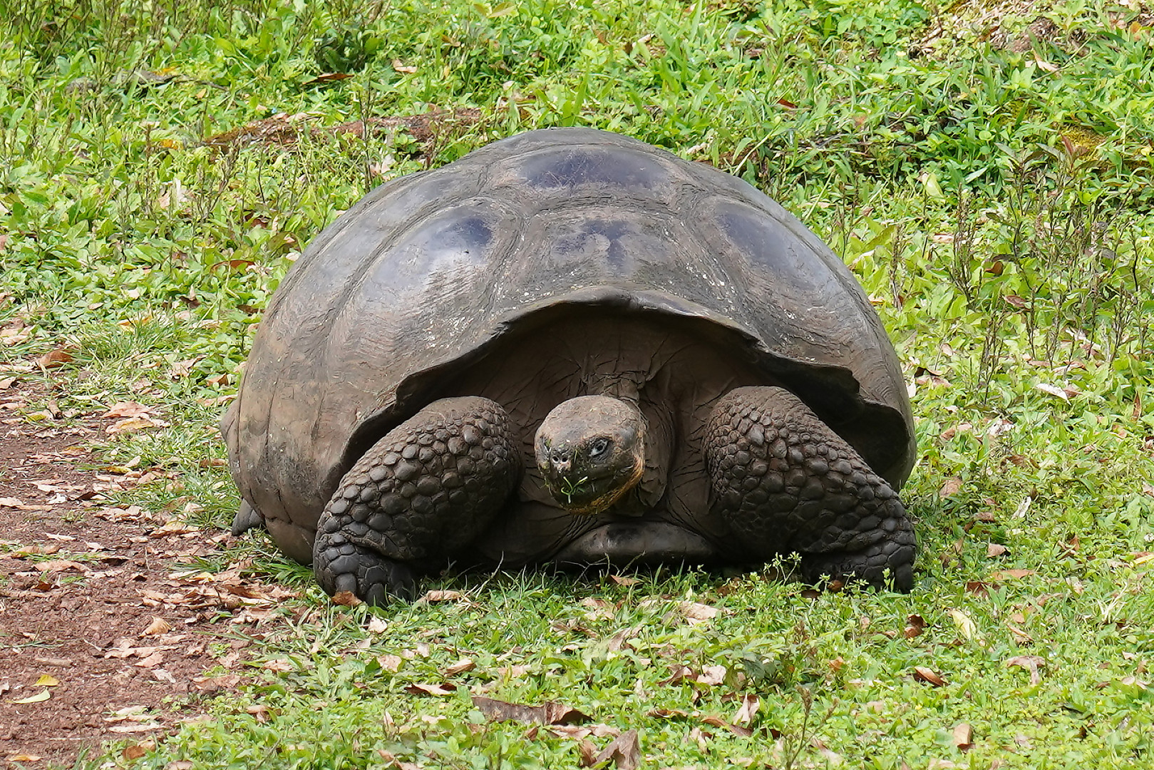 Galapagos-Riesenschildkröte 