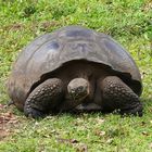 Galapagos-Riesenschildkröte 