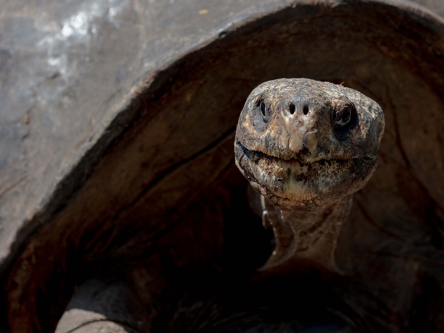 Galapagos Riesenschildkröte (Chelonoidis nigra)