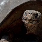 Galapagos Riesenschildkröte (Chelonoidis nigra)