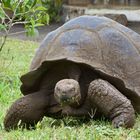 Galapagos-Riesenschildkröte