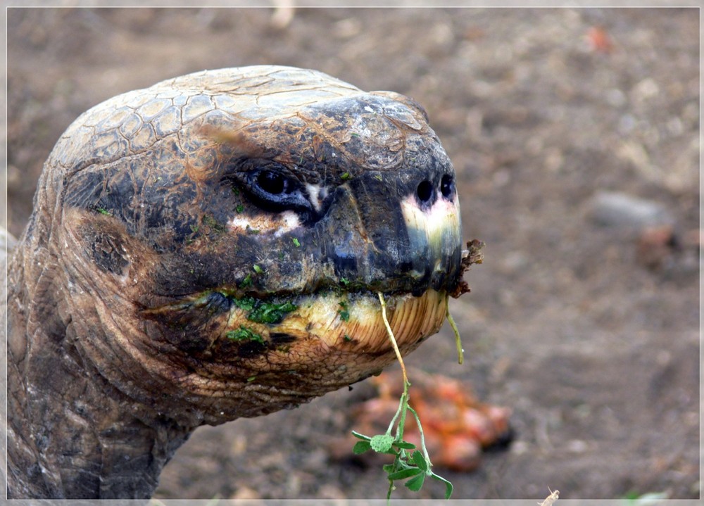 Galapagos-Riesenschildkröte