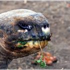 Galapagos-Riesenschildkröte