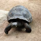 Galapagos-Riesenschildkröte im Zoo Rostock