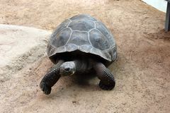 Galapagos-Riesenschildkröte im Zoo Rostock