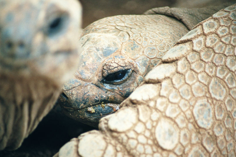 galapagos riesenschildkröte - trauriger gigant