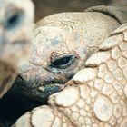 galapagos riesenschildkröte - trauriger gigant