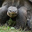 Galapagos Riesenschildkröten