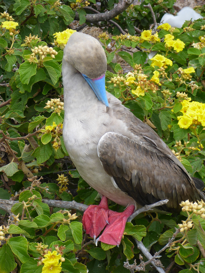 Galapagos-Rotfußtölpel bei der Gefiederpflege