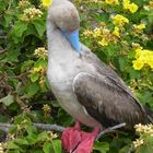 Galapagos-Rotfußtölpel bei der Gefiederpflege