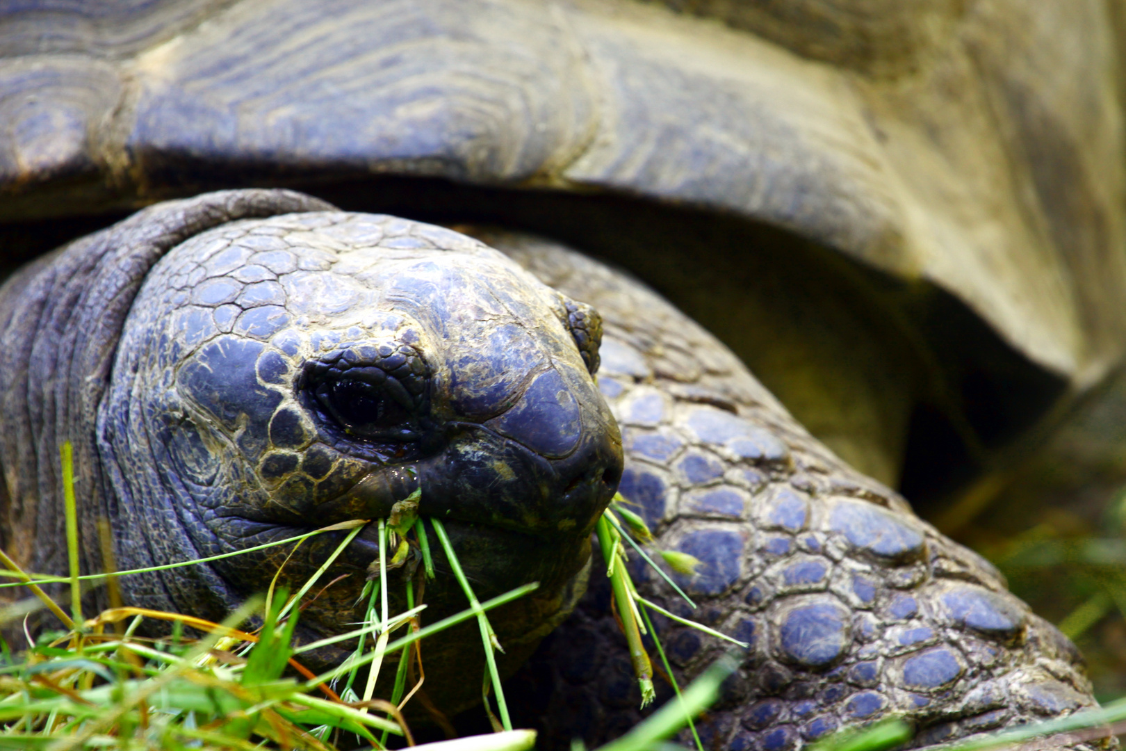 Galapagos Schildkröte 01