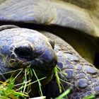 Galapagos Schildkröte 01