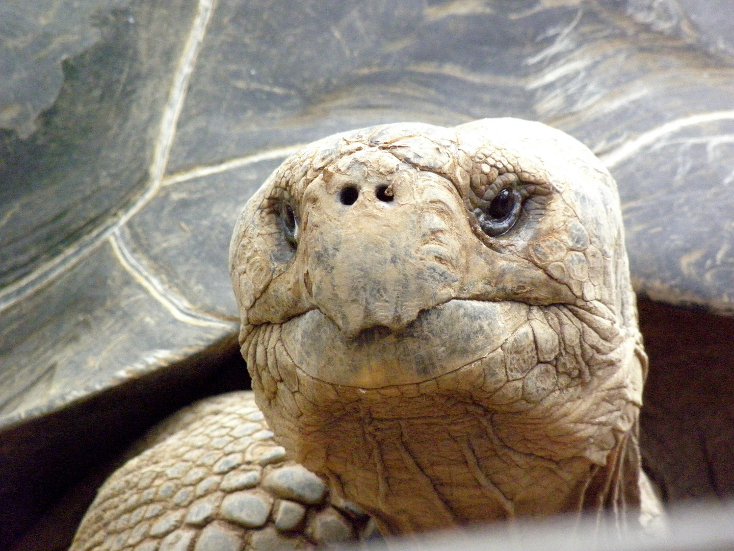 Galapagos-Schildkröte