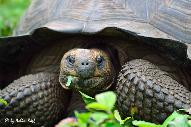 Galapagos-Schildkröte