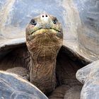 Galapagos-Schildkröte 1