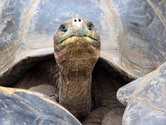 Galapagos-Schildkröte 1