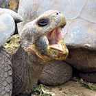 Galapagos-Schildkröte 2