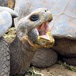 Galapagos-Schildkröte 2