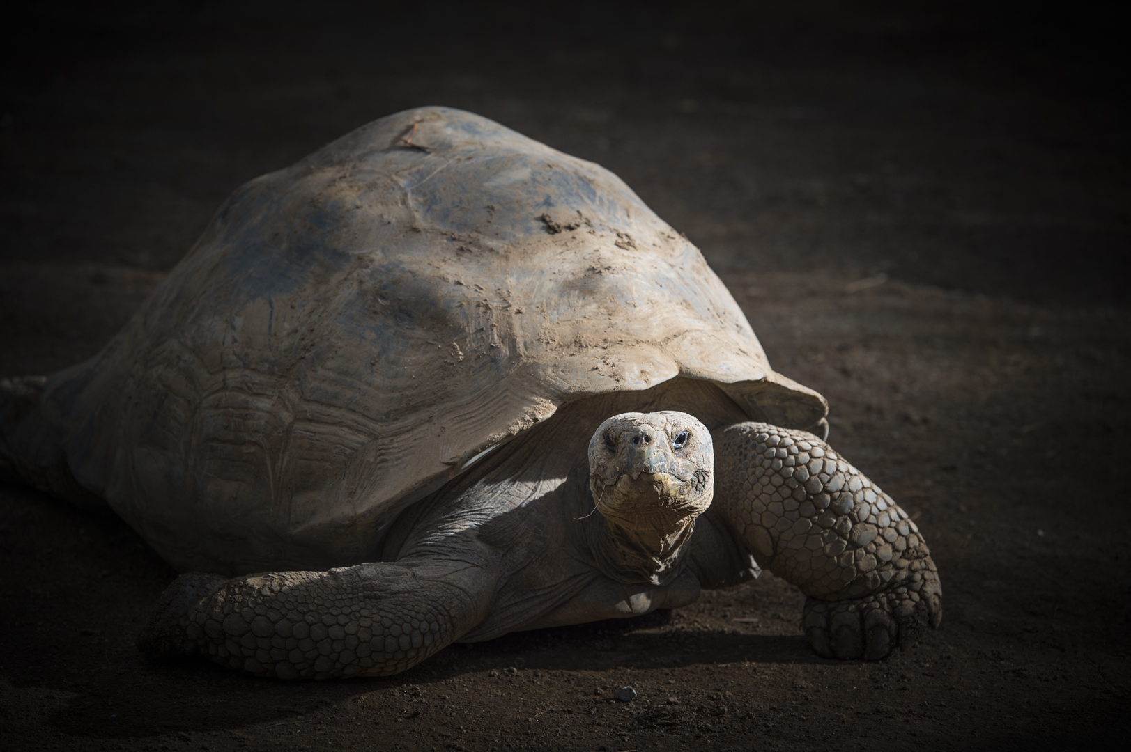 Galapagos-Schildkröte in der Nachmittagssonne