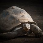 Galapagos-Schildkröte in der Nachmittagssonne