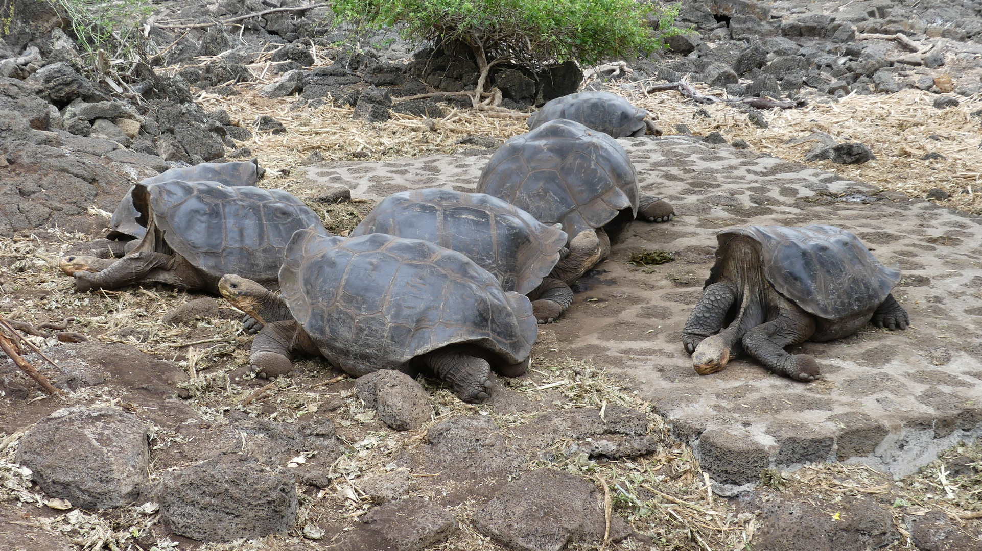 Galapagos - Schildkröten 