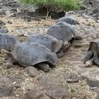 Galapagos - Schildkröten 