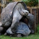 Galapagos Schildkröten im Zürich Zoo   Hinten und Vorne